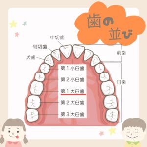 初めての永久歯、6才臼歯を守ろう！