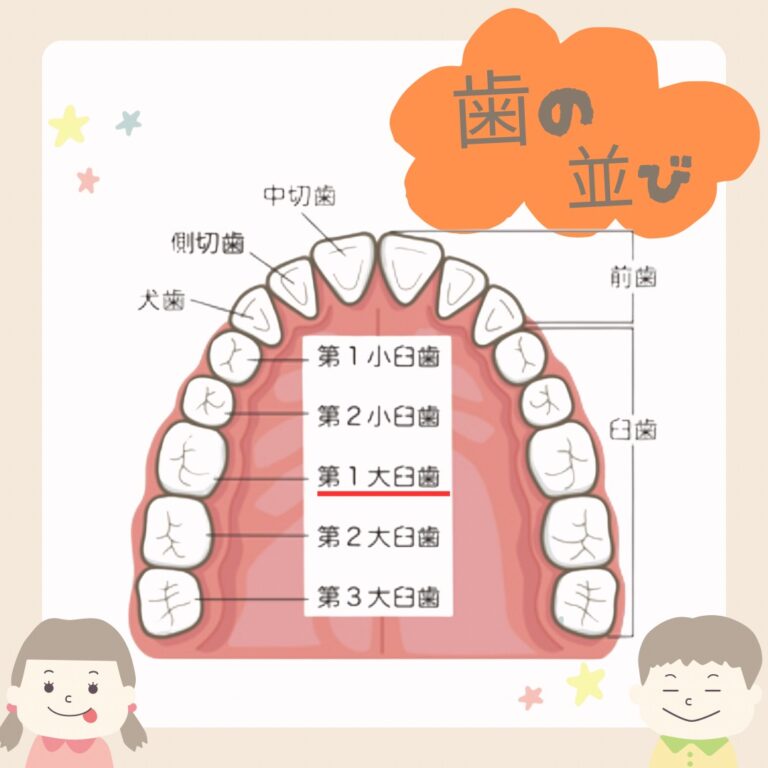 初めての永久歯、6才臼歯を守ろう!